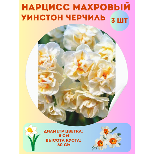 ������ ������ ������� ������� �������, ����������� �����, �������� 3 �� ����