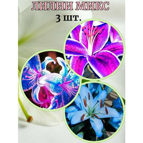 ������ ������ ����� ����, 3 ����� ����