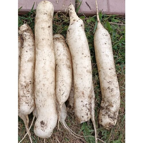 ������ ������ ������ ������ ��������� ������ ����