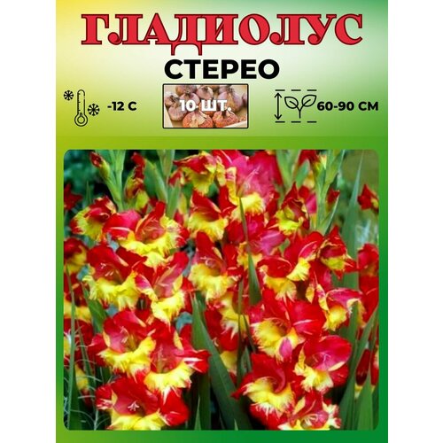 ������ ������ ��������� ���������������, �������� 10��. ����