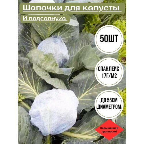 ������ ������ ������� ��� ������� � ���������� 50�� �� ���� � ������� 17�/� ����