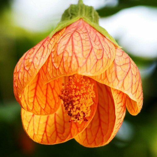 ������ ������ ������ �������� ���� ������ 7 ��. (1 ��������) ����