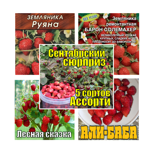 ������ ������ ����� ����� 5 ������ ��������� (150 ��) ����