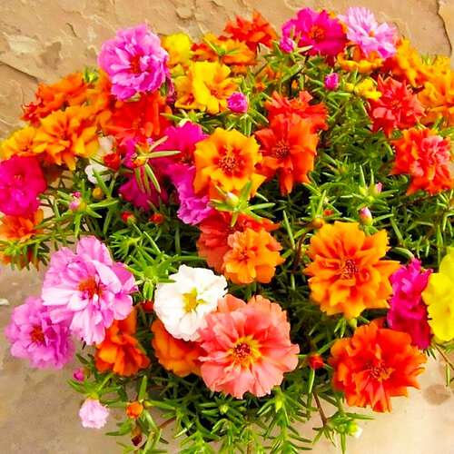 ������ ������ �������� �������� ����, ������, 50 �� ����