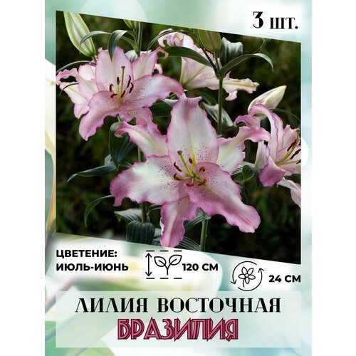 ������ ������ ����� ���������, �������� 3 ����� ����