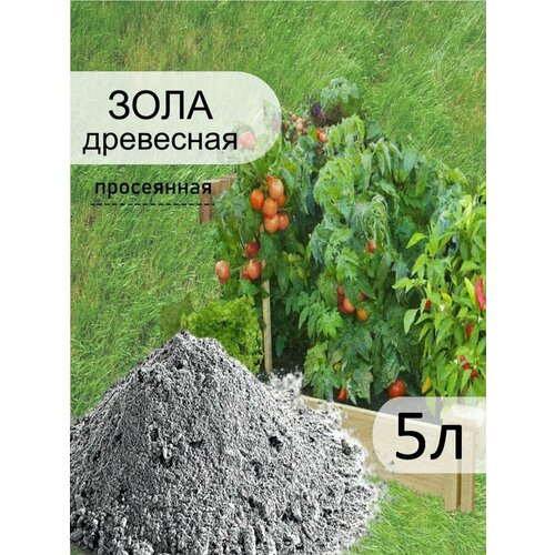 ������ ������ ���� ���������-����������, 5� ����