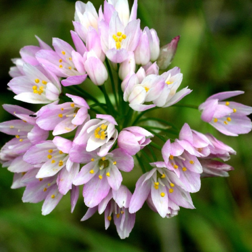 ������ ������ �������� ������, botanica garden, ������ ������, ( 10 ���� ) ����