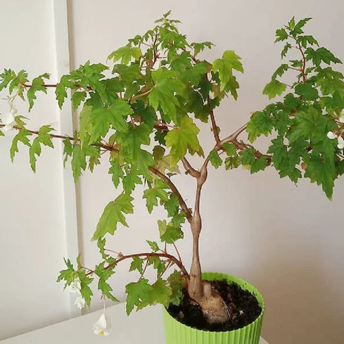 ������ ������ ������� �����, Begonia Dregei, ���������� �������, ������ ����