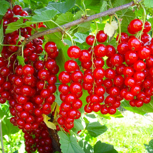 ������ ������ ��������� ����������, ������, 20 �� ����