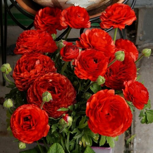 ������ ������ ���������� (�����) ��� (10 ��) / ���������� ����� ����