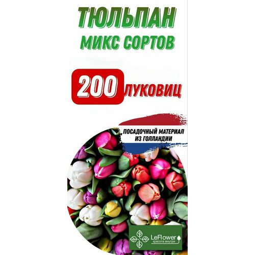 ������ ������ ������� ��������, ���� ������, 200�� ����