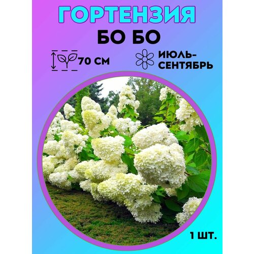 ������ ������ ��������� �����������, ������� 1 ����� ����