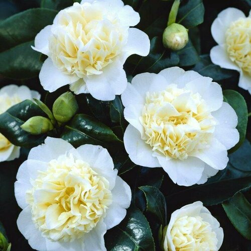 ������ ������ ������� �������� ��������� ����� (1 �������) ����