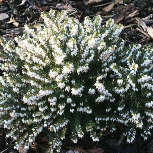 ������ ������ ����� ���������� ���� �������� (1 ������� � ������ 15-20 ��). Szkolka roslin A.M (������) ����