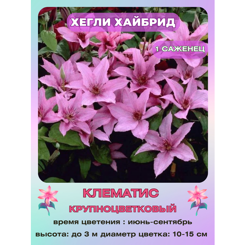 ������ ������ �������� ����� ������� ����