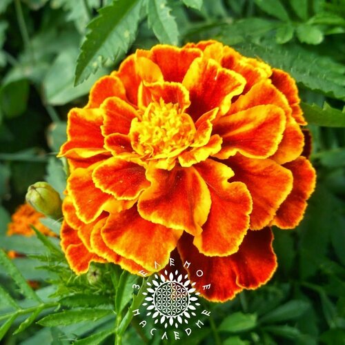 ������ ������ ������ �������� ������ - ������� (���. Tagetes) 50 �� �� Green Legacy ����