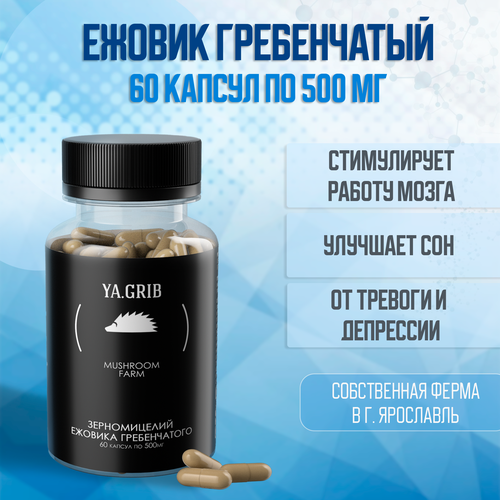 ������ ������ ������� �����. YA.GRIB. ������ ����������� (������ �����������). ���� �������. �������. �������� ���� 60 ������ �� 500 �� ����