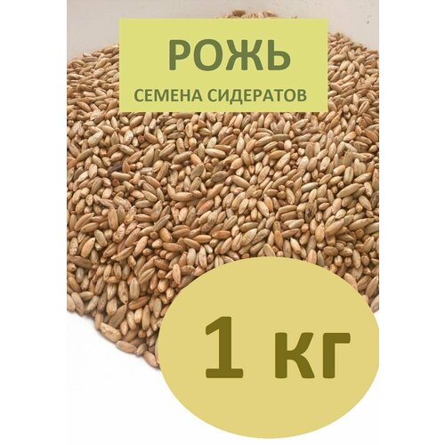 ������ ������ ���� ������ �������� ��� ���� � ������� 1�� ����