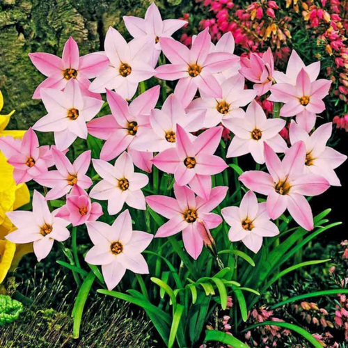 ������ ������ ������ �������� ����� 10 ��. ����