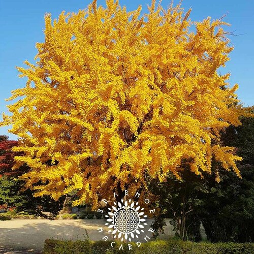 ������ ������ ������ ������ ������������ (������) (���. Ginkgo Biloba) 5�� �� Green Legacy ����