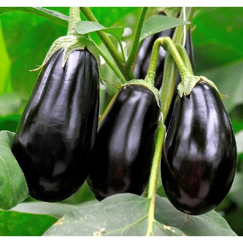 ������ ������ �������� ������������ ������ F1 ����