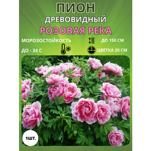 ������ ������ ���� ������� ���� 1 ��. ����