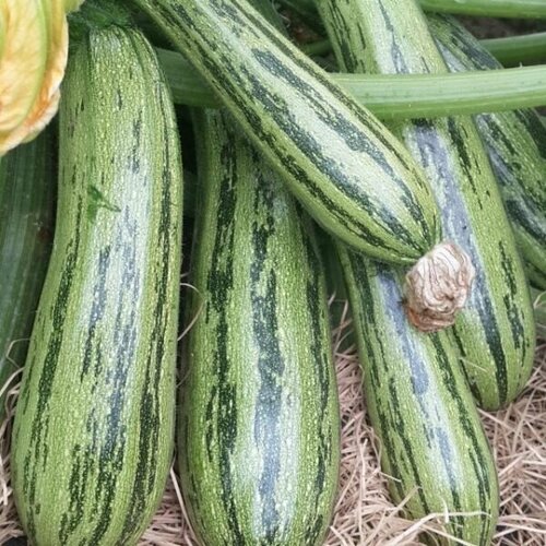 ������ ������ ������ ������� ����� 1,5� (������) ��� �3 ����