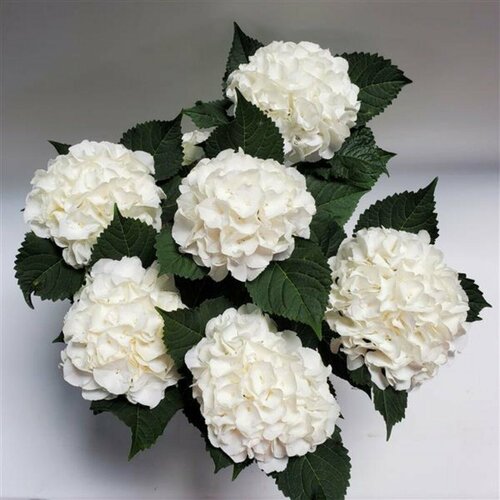 ������ ������ ��������� ������������� ��� ��� (Szkolka roslin A.M (������)), 1 ������� � ������ 15-20 �� ����