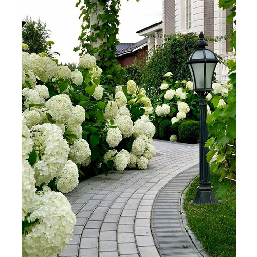 ������ ������ ��������� �������� (�����������), 1 ����� ����