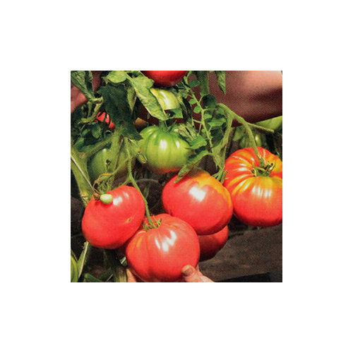 ������ ������ ������ ����� ����������� ������� 20 ��. ����