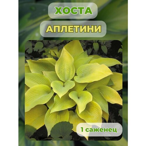 ������ ������ ����� �������, ����� ��������� 1 ����� ����