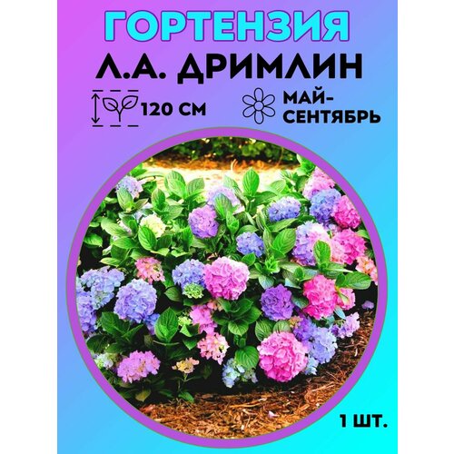 ������ ������ ��������� �����������, ������� 1 ����� ����