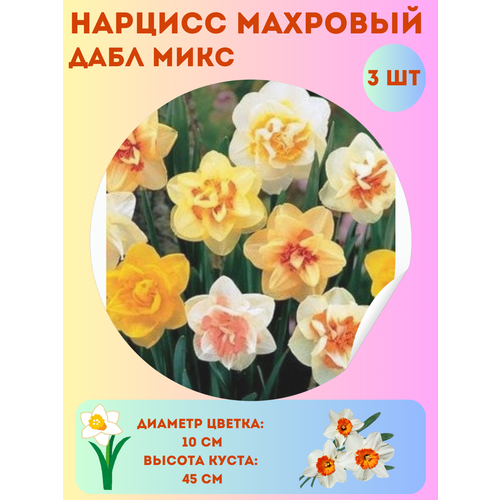 ������ ������ ������� ���� ����, ����������� �����, �������� 3 �� ����