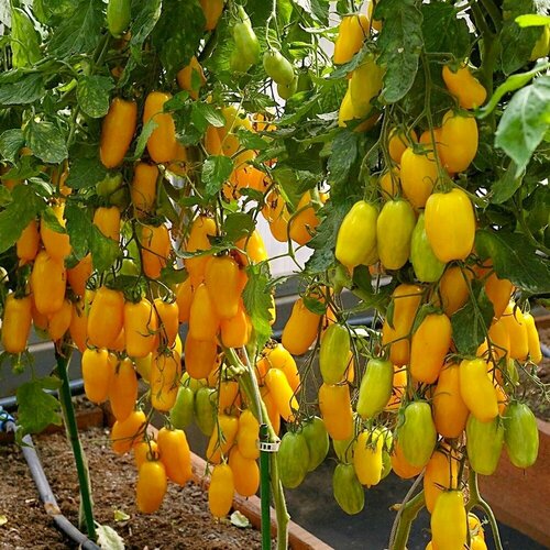 ������ ������ ��������� ���� ������ ������� ����