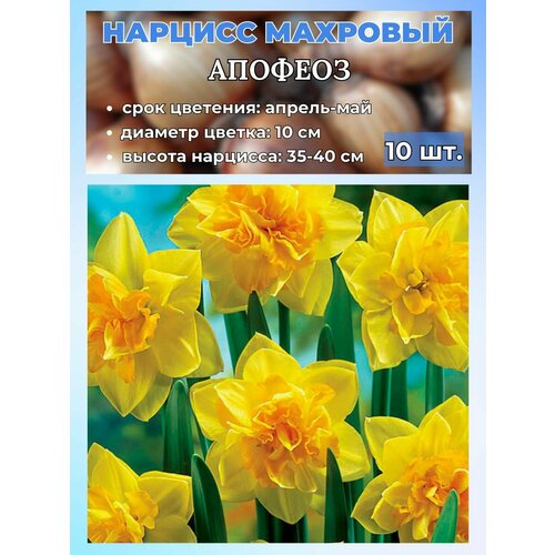 ������ ������ ������� ��������, �������� 10 ���� ����