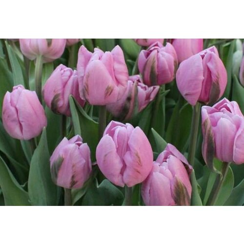 ������ ������ �������� ����������� , �������� ���� MARLON (5 ����) ����