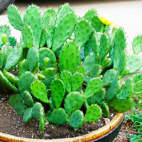 ������ ������ ������� �����������, ������, 5 �� ����