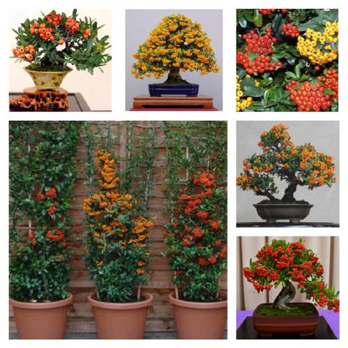 ������ ������ ��������� ���� ������, ������ ����