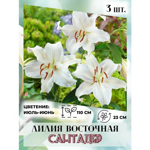 ������ ������ ����� ��������� ���������, �������� 3 ����� ����