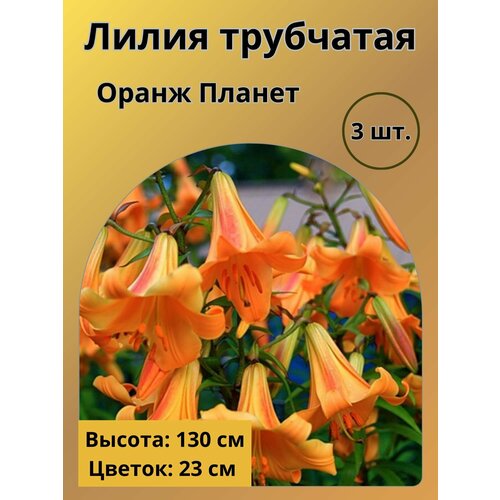 ������ ������ ����� ���������, �������� ����� 3 �� ����