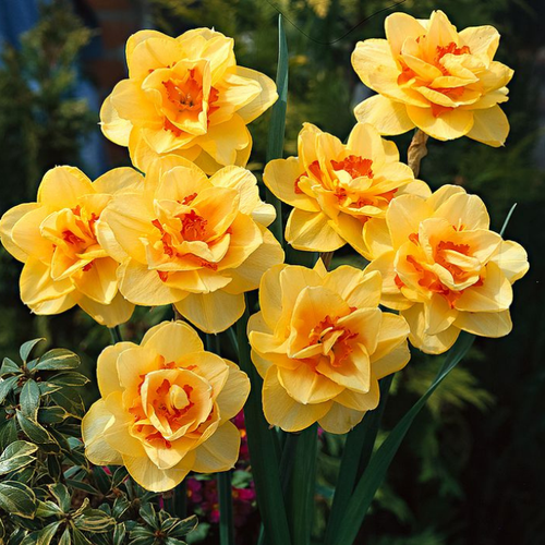 ������ ������ �������� �������� TAHITI ( 3 �� ) ����