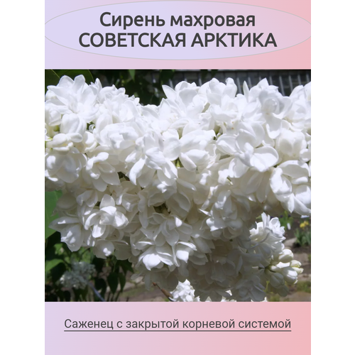 ������ ������ ������ �������� ��������� ������� (�������) ����