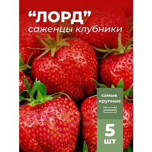 ������ ������ �������� ����� ������������� ���� �������/��������� �������� 5 �� ����