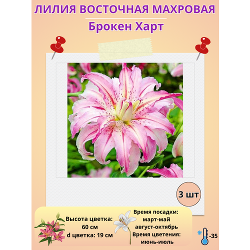 ������ ������ ����� ��������, ��������� ������ ���� ����