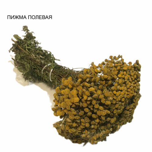 ������ ������ ����� ��� ���� 