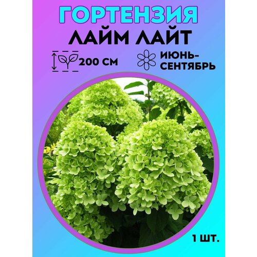 ������ ������ ��������� �����������, ������� 1 ����� ����