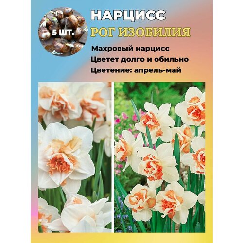 ������ ������ ������� ��������, �������� 5 ���� ����