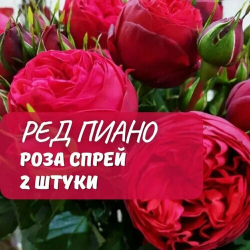 ������ ������ ���� ����� ��� ����� (Red Piano) / 2 ��, ���������, ����������� ���� ����