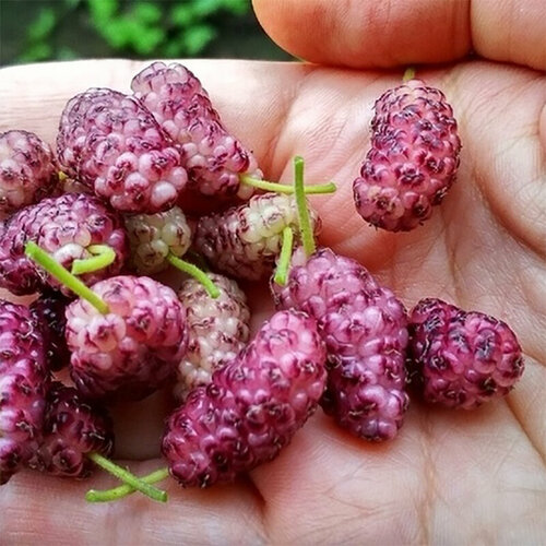 ������ ������ ������ ��������� ��������� ������� �����������, 20 �� ����