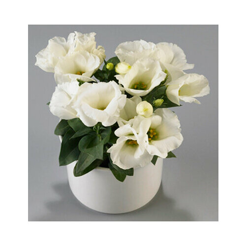 ������ ������ ������ ������ ������� ��������������� ����� ����� (5 ��.) ����